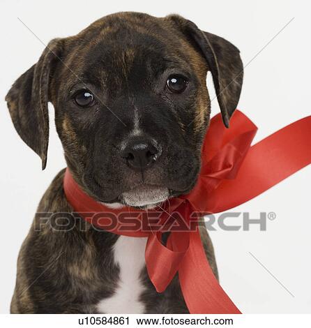Pitbull puppy wearing red ribbon View Large Photo Image Stock Image - Pitbull puppy wearing red ribbon. Fotosearch