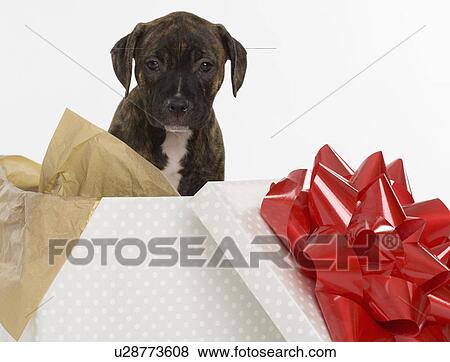 Pitbull Terrier puppy in gift box View Large Photo Image Stock Photo - Pitbull Terrier puppy in gift box. Fotosearch