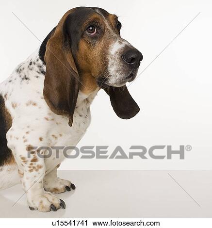 Portrait of a basset hound View Large Photo Image Stock Image - Portrait of a basset hound. Fotosearch