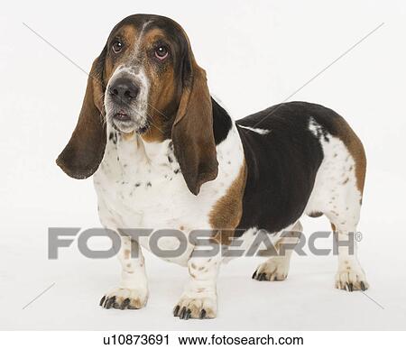 Portrait of a bassett hound View Large Photo Image Stock Image - Portrait of a bassett hound. Fotosearch