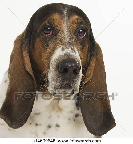 Stock Photo - Portrait of a bassett hound. Fotosearch