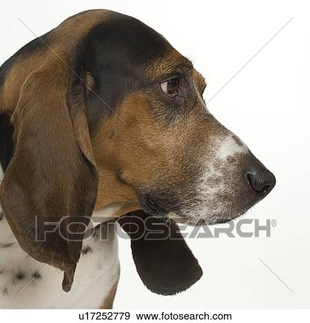 Portrait of a bassett hound View Large Photo Image Stock Photo - Portrait of a bassett hound. Fotosearch