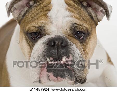 Portrait of a bulldog View Large Photo Image Picture - Portrait of a bulldog. Fotosearch