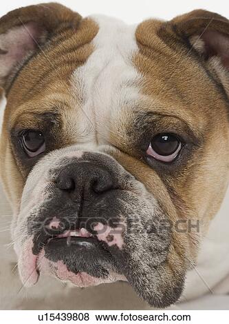 Stock Photo - Portrait of a bulldog. Fotosearch