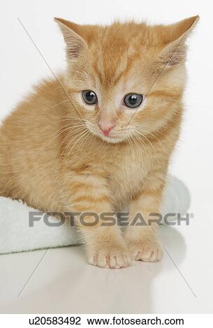 Portrait of a kitten View Large Photo Image Stock Image - Portrait of a kitten. Fotosearch