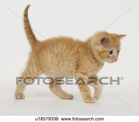 Stock Photo - Portrait of a kitten. Fotosearch