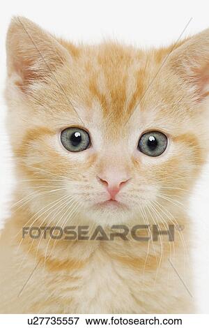 Portrait of a kitten View Large Photo Image Stock Photo - Portrait of a kitten. Fotosearch