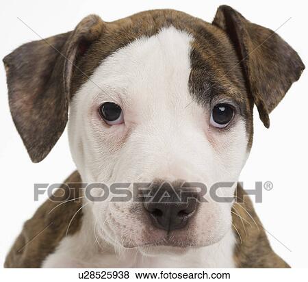 Stock Photo - Portrait of a pitbull puppy. Fotosearch