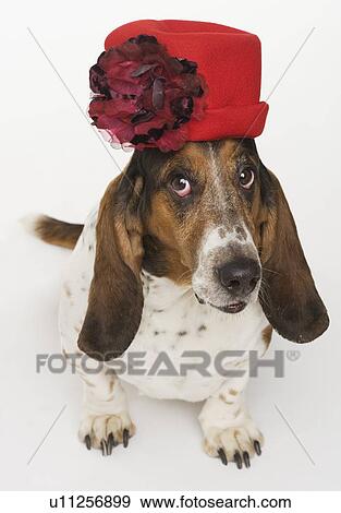 Portrait of bassett hound wearing red hat View Large Photo Image Stock Photo - Portrait of bassett hound wearing red hat. Fotosearch