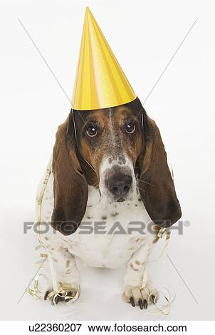 Portrait of bassett hound wearing yellow party hat View Large Photo Image Stock Photo - Portrait of bassett hound wearing yellow party hat. Fotosearch