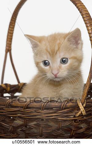 Stock Image - Portrait of kitten in a basket. Fotosearch