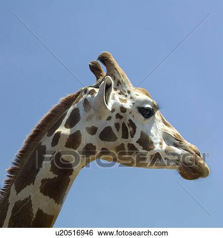 Profile of a giraffe's head View Large Photo Image Stock Photograph - Profile of a giraffe's head. Fotosearch