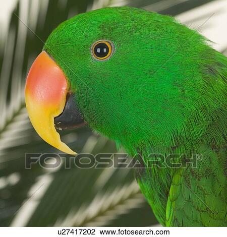 Profile of bird with greenery View Large Photo Image Stock Image - Profile of bird with greenery. Fotosearch