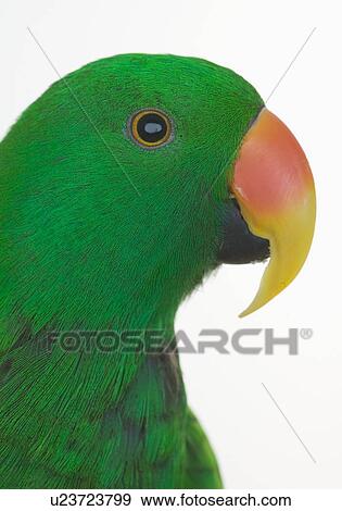 Stock Photo - Profile of green bird. Fotosearch