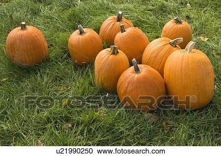 Stock Image - Pumpkin patch. Fotosearch