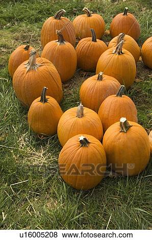 Pumpkin patch View Large Photo Image Stock Photo - Pumpkin patch. Fotosearch