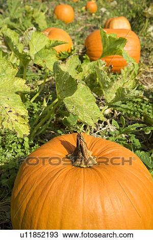 Stock Image - Pumpkins growing in a field. Fotosearch