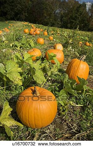 Pumpkins growing in a field View Large Photo Image Stock Image - Pumpkins growing in a field. Fotosearch