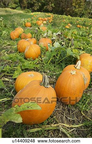 Stock Photo - Pumpkins growing in a field. Fotosearch