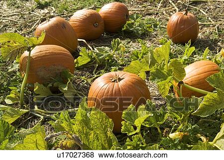 Stock Photo - Pumpkins growing in a field. Fotosearch