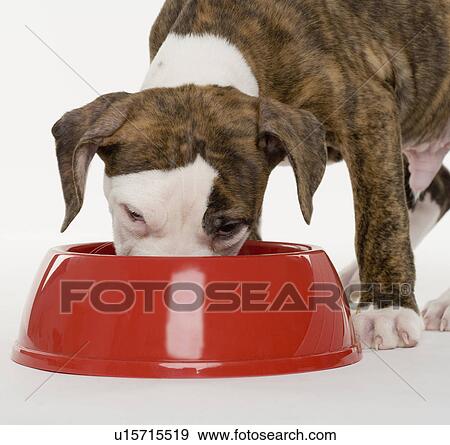 Puppy pitbull eating out of dish View Large Photo Image Stock Photo - Puppy pitbull eating out of dish. Fotosearch