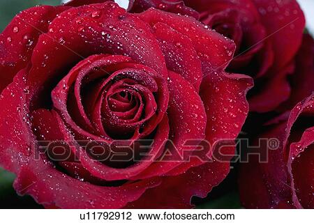 Red roses covered in water droplets View Large Photo Image Stock Image - Red roses covered in water droplets. Fotosearch