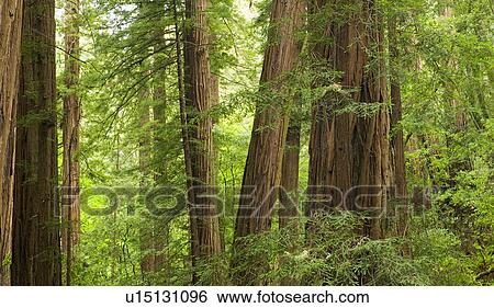 Redwood Trees in Muir Woods California USA View Large Photo Image Stock Photograph - Redwood Trees in Muir Woods California USA. Fotosearch