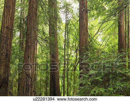 Redwoods in Muir Woods National Park California USA View Large Photo Image Picture - Redwoods in Muir Woods National Park California USA. Fotosearch