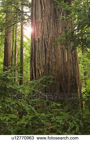 Redwoods in Muir Woods National Park California USA View Large Photo Image Stock Image - Redwoods in Muir Woods National Park California USA. Fotosearch
