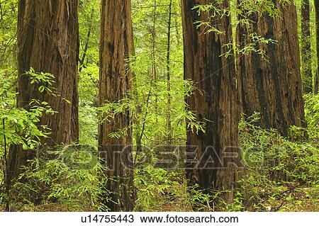 Redwoods in Muir Woods National Park California USA View Large Photo Image Stock Image - Redwoods in Muir Woods National Park California USA. Fotosearch