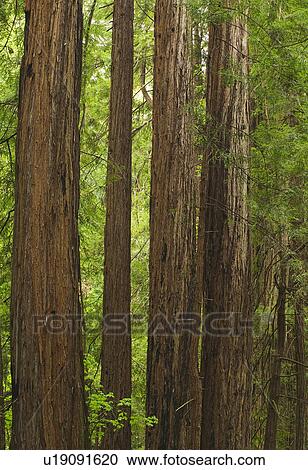 Redwoods in Muir Woods National Park California USA View Large Photo Image Stock Image - Redwoods in Muir Woods National Park California USA. Fotosearch