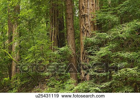 Redwoods Muir Woods California View Large Photo Image Stock Photo - Redwoods Muir Woods California. Fotosearch