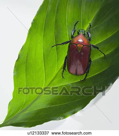 Stock Photo - Scarab beetle on leaf. Fotosearch