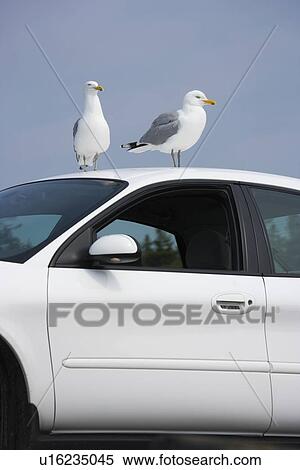 Seagulls perched on car View Large Photo Image Stock Photography - Seagulls perched on car. Fotosearch