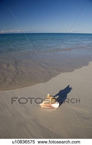 Seashell on beach View Large Photo Image Stock Photography - Seashell on beach. Fotosearch