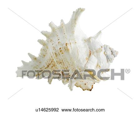 Seashell View Large Photo Image Stock Image - Seashell. Fotosearch