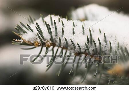 Stock Photograph - Snow covered pine needles. Fotosearch