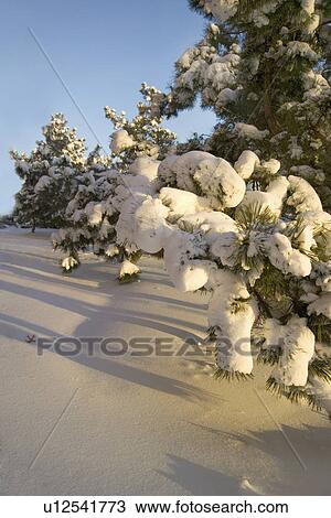 Stock Image - Snow covered pine trees. Fotosearch