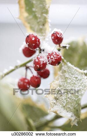 Snow dusted holly berries View Large Photo Image Stock Image - Snow dusted holly berries. Fotosearch