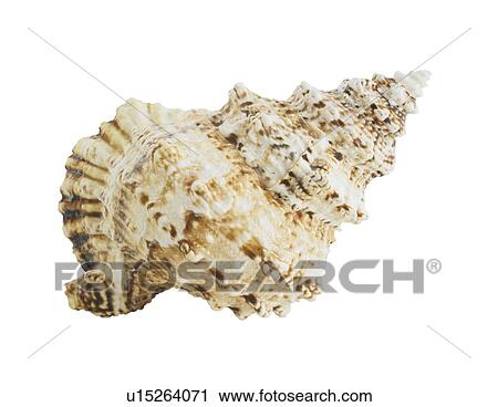 Stock Image - Spiral seashell. Fotosearch