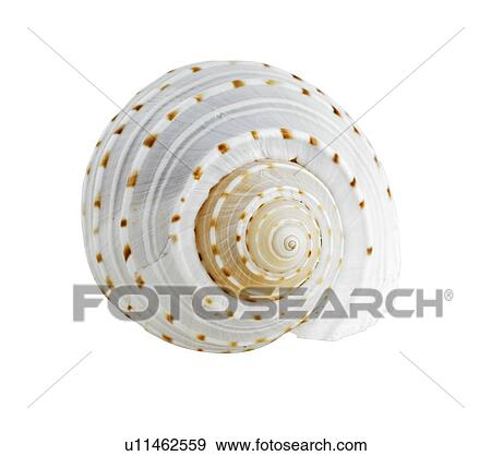 Stock Photo - Spiral shell. Fotosearch