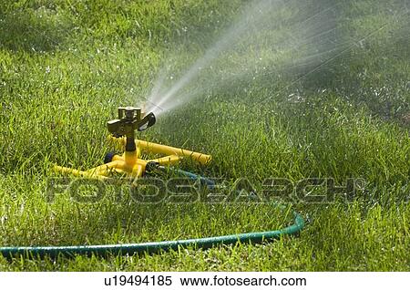 Sprinkler on a green lawn View Large Photo Image Stock Photography - Sprinkler on a green lawn. Fotosearch