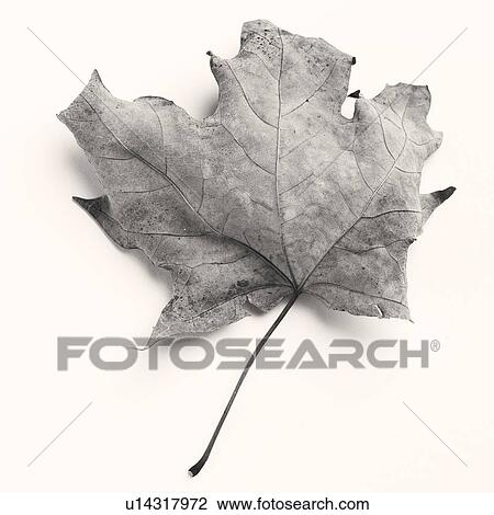 Still life of a dead leaf View Large Photo Image Stock Image - Still life of a dead leaf. Fotosearch