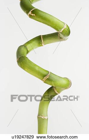 Still life of a green plant View Large Photo Image Stock Photo - Still life of a green plant. Fotosearch