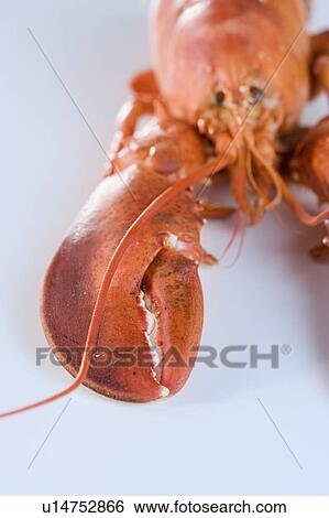 Stock Photograph - Still life of a lobster. Fotosearch