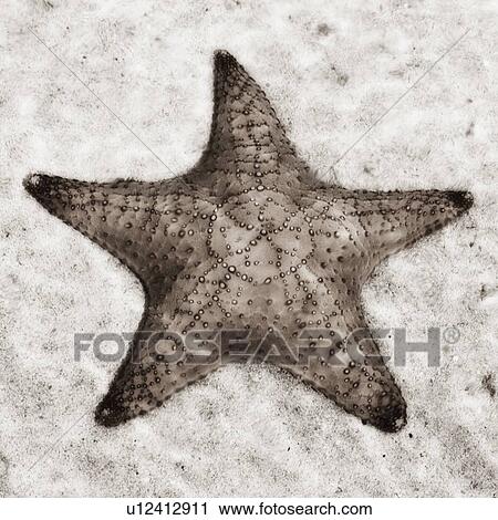 Still life of a starfish View Large Photo Image Stock Image - Still life of a starfish. Fotosearch