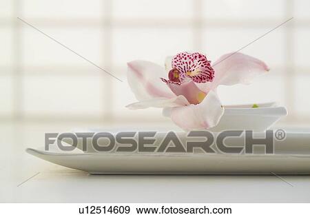 Stock Photo - Still life of an orchid in bloom. Fotosearch