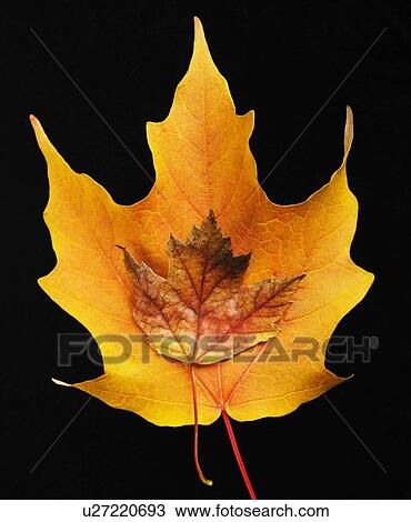 Stock Image - Still life of autumn leaves. Fotosearch