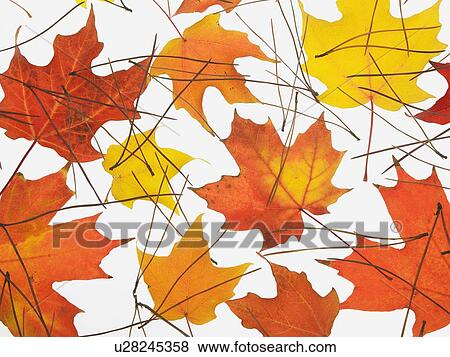 Still life of autumn leaves View Large Photo Image Stock Photo - Still life of autumn leaves. Fotosearch