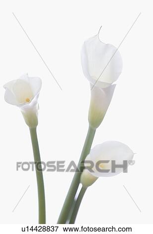 Still life of calla lilies View Large Photo Image Stock Photo - Still life of calla lilies. Fotosearch